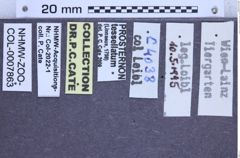 Etiketten zu Prosternon tessellatus (Linnaeus, 1758) (NHMW-ZOO-COL-0007863)